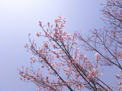 桜の季節になりました♪