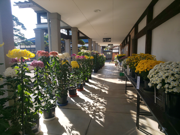 東栄菊花愛好会　菊花展